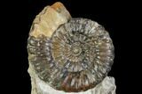 Androgynoceras Ammonite - Germany #108786-1